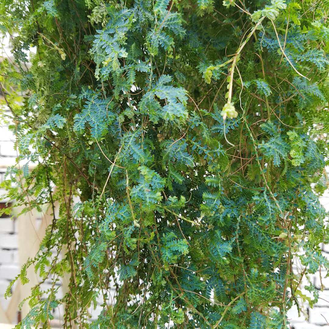 植物变色龙造景室内外盆景吊挂墙壁新奇盆栽奇花异草绿植