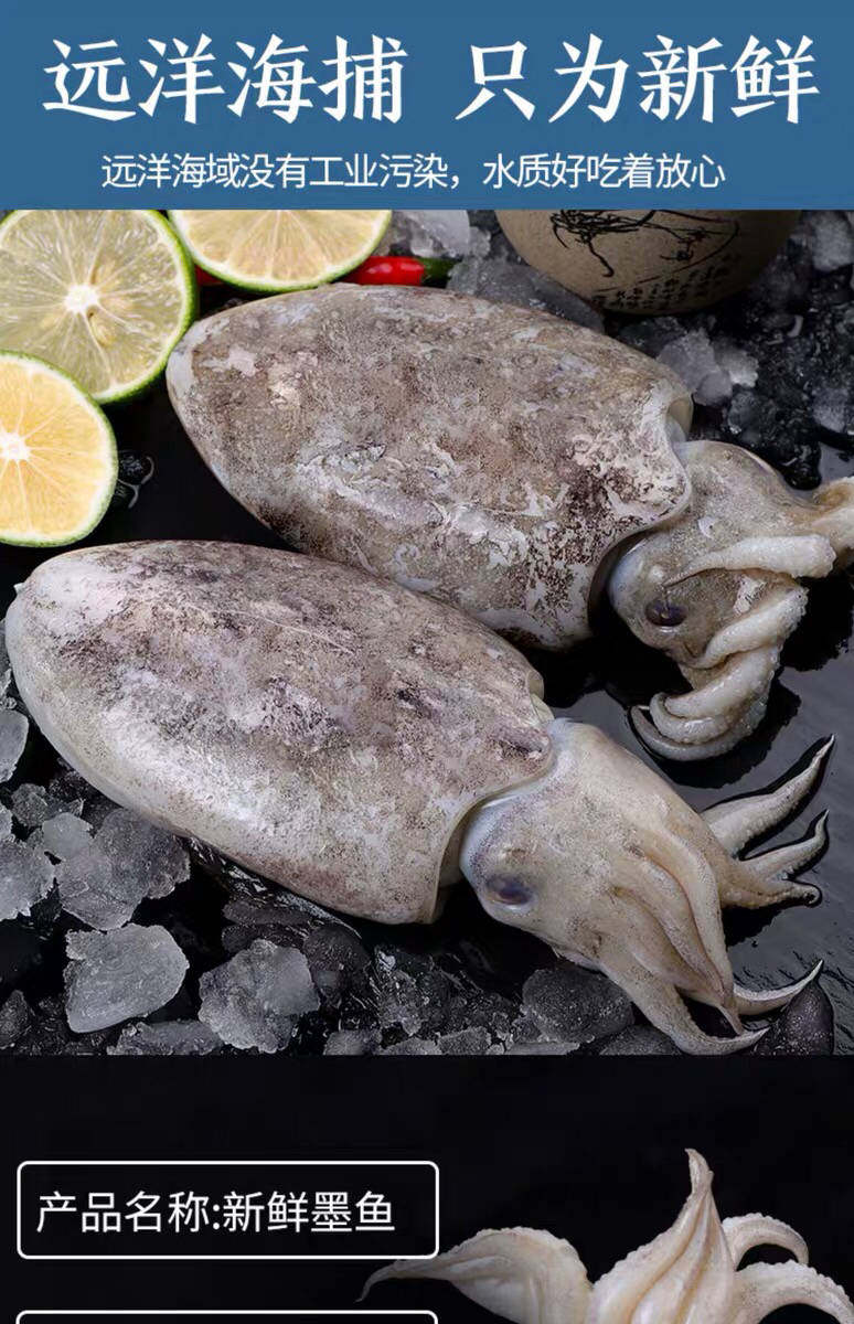 北海新鲜墨鱼鲜活超大目鱼冷冻水产冷冻墨鱼