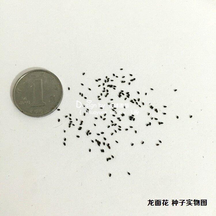 花缘咸菜 花卉种子*英国tm*龙面花*凯旋/流星/诗歌/嘉年华10粒