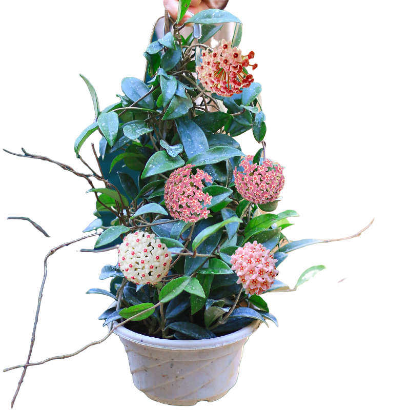 球兰盆栽带花大苗包当年开花花卉室内爬藤喜阴绿植