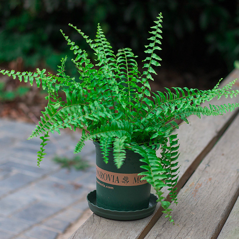 波士顿蕨类植物造景吊兰盆栽常春藤绿植花卉室内绿植