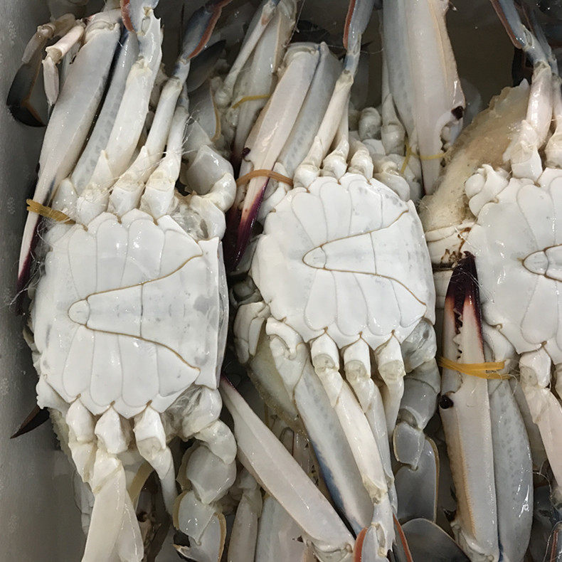 梭子螃蟹鲜活速冻蟹公蟹飞大白蟹冻一箱净重梭子蟹