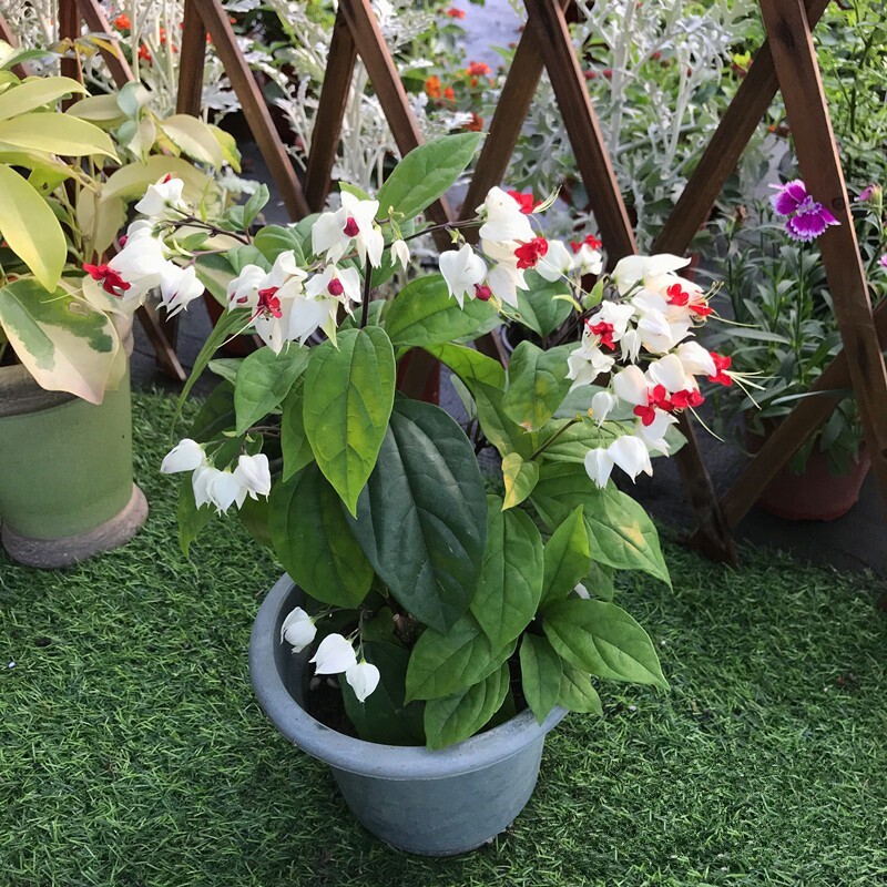 龙吐珠盆栽玉麒麟花苗多年生常绿灌木室外耐热爬藤花卉