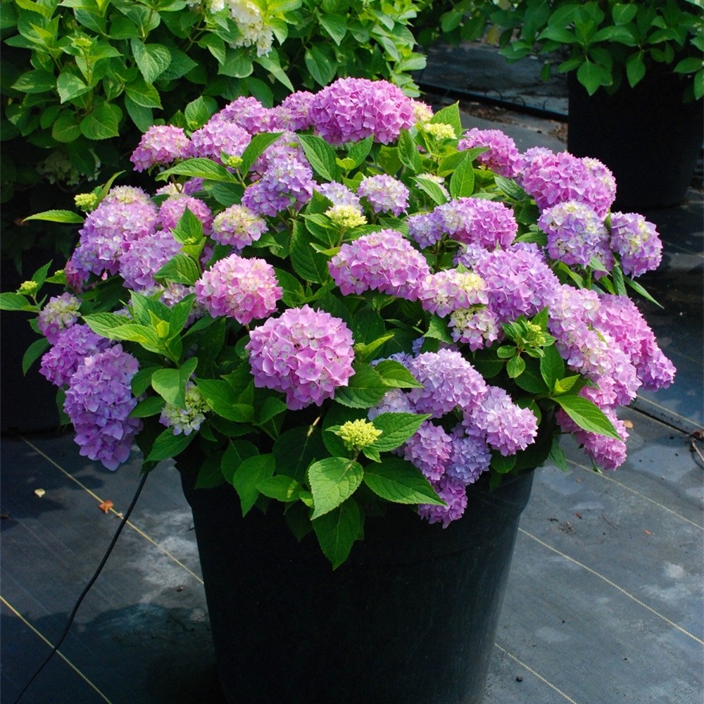 当年开花八仙大绣球花苗无尽夏花卉盆栽四季带花不断室内好养植物