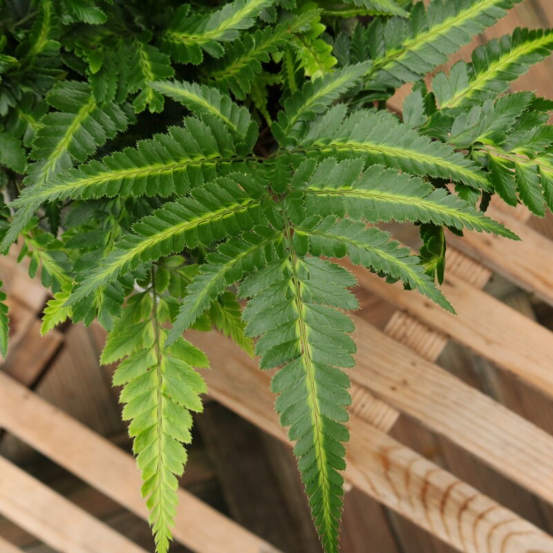 印度冬青蕨盆栽室内客厅阳台植物吸甲醛四季常青观叶绿植耐养耐活