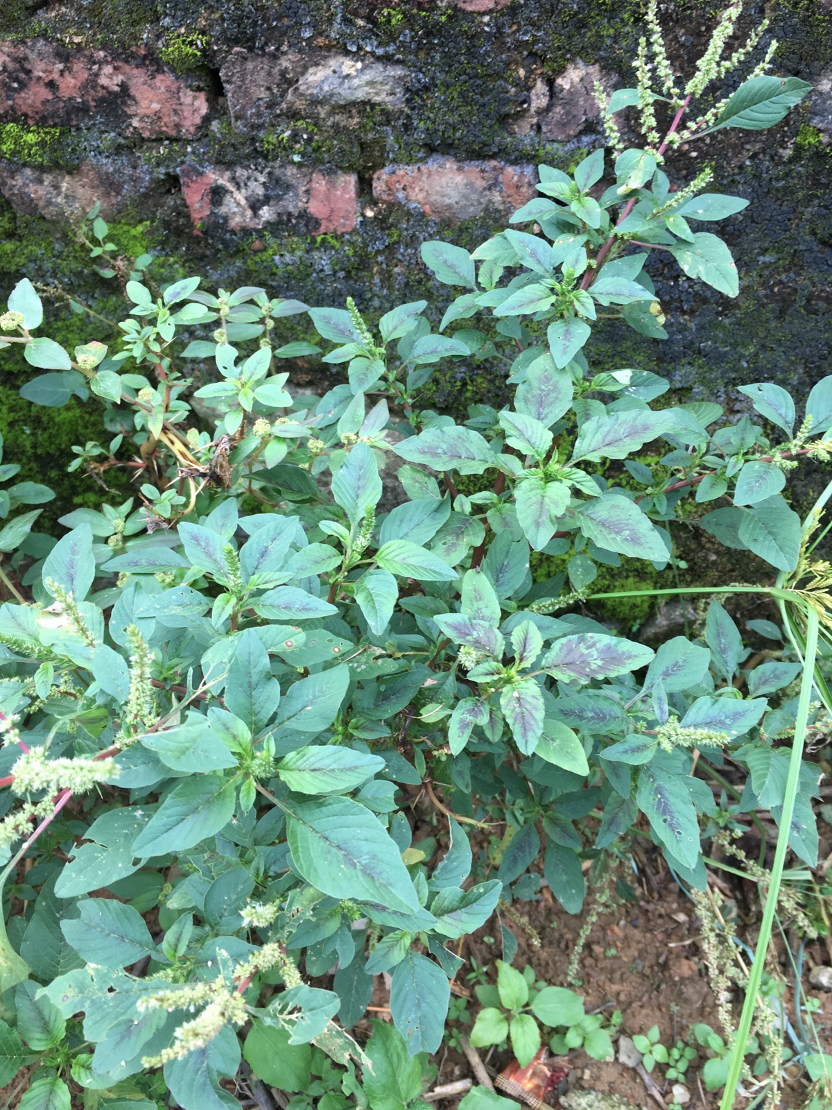 苋菜刺苋野生刺根三斤苋假猪母新鲜野刺红梗其他药食同源食品