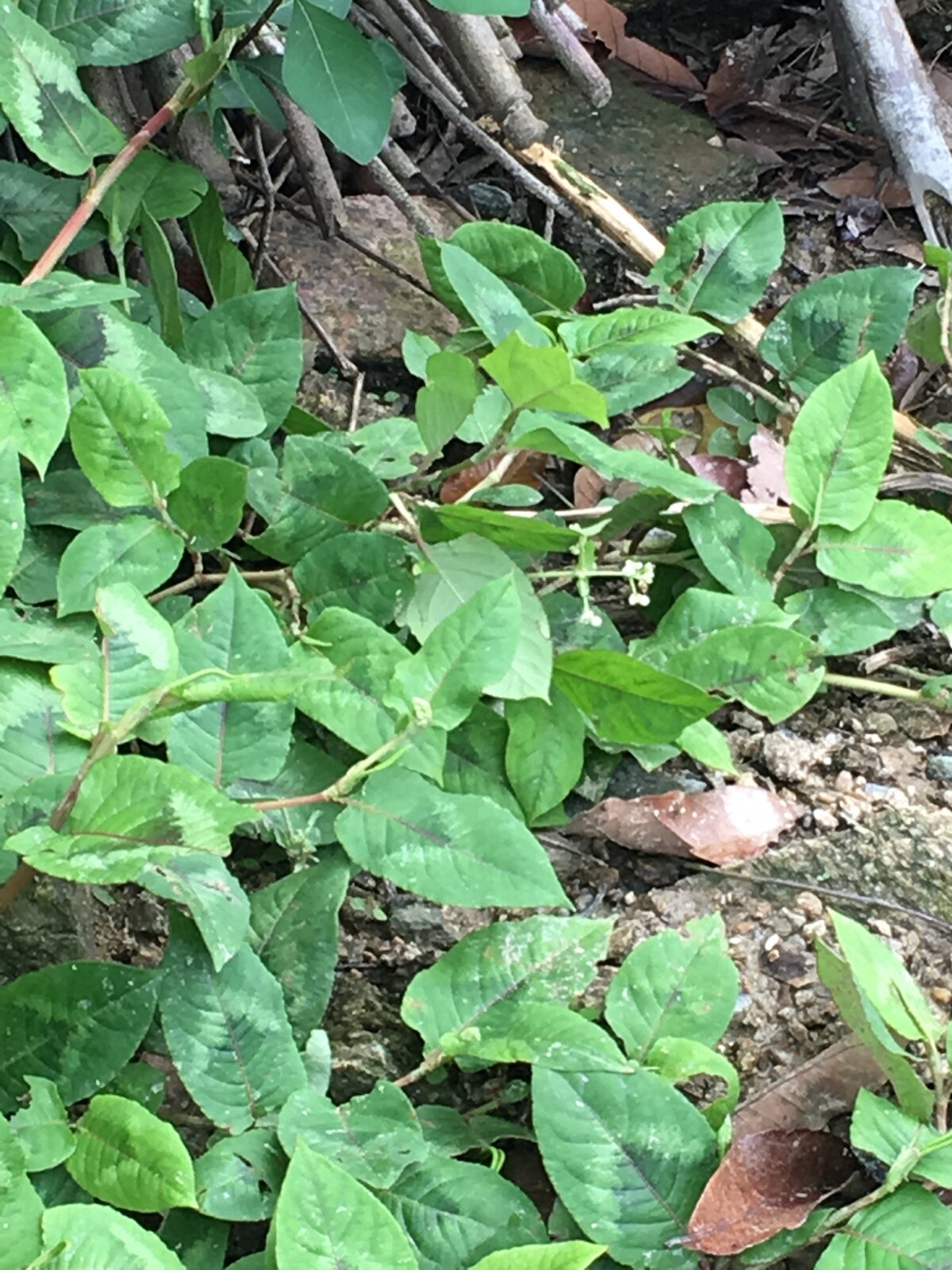 野生新鲜中草药材火炭母赤地利为炭星白饭草火炭藤白饭藤一斤包邮