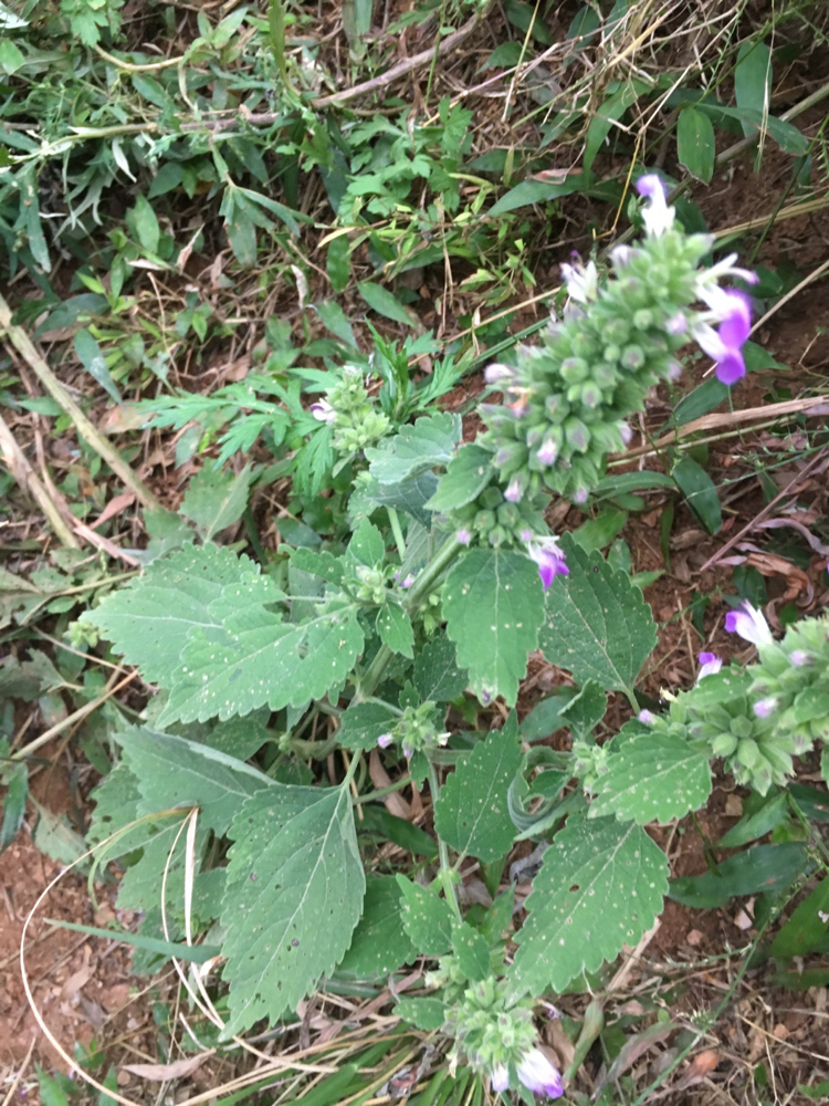 野生新鲜广防风落马衣叶土防风草排风草土藿香抹草荆芥野薄荷一斤