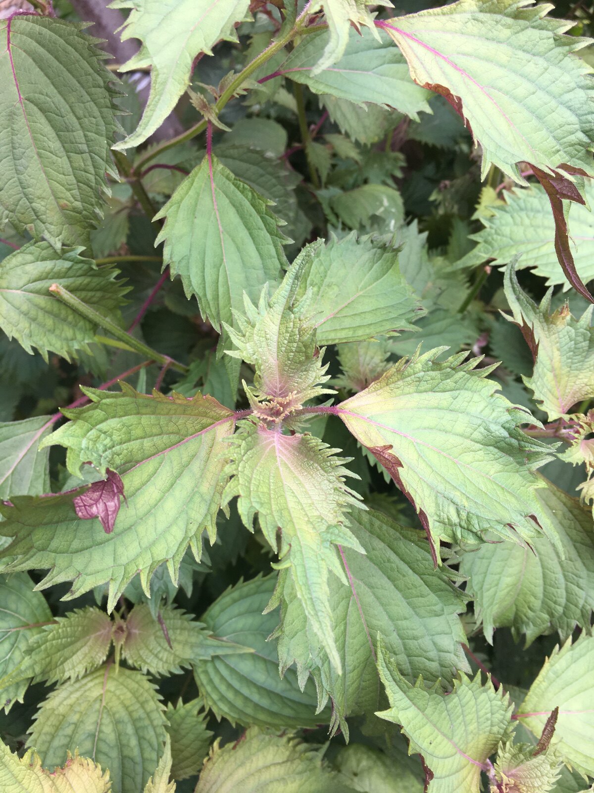 野生新鲜紫苏叶桂荏白苏赤苏红苏苏白紫苏青苏苏麻其他药食同源食品