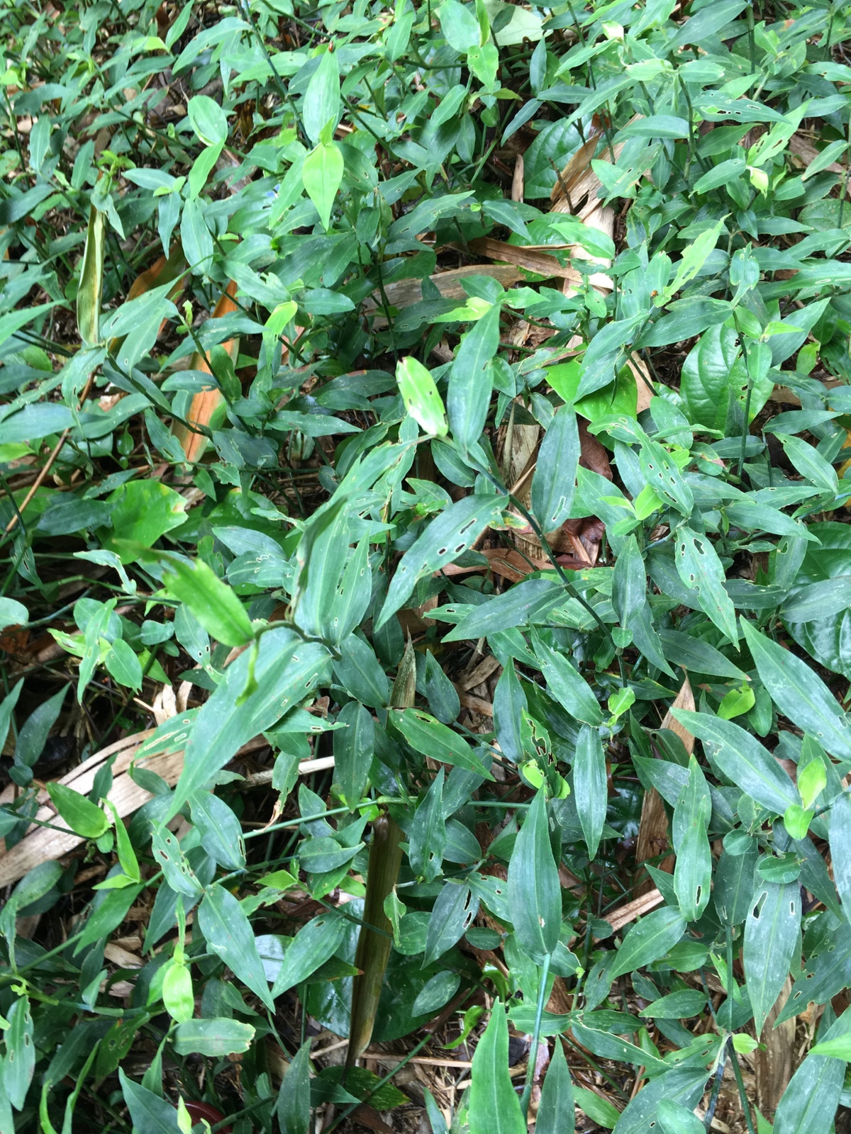 野生新鲜鸭跖草翠蝴蝶竹叶菜碧竹子淡竹叶竹篙菜岭南特产一斤包邮