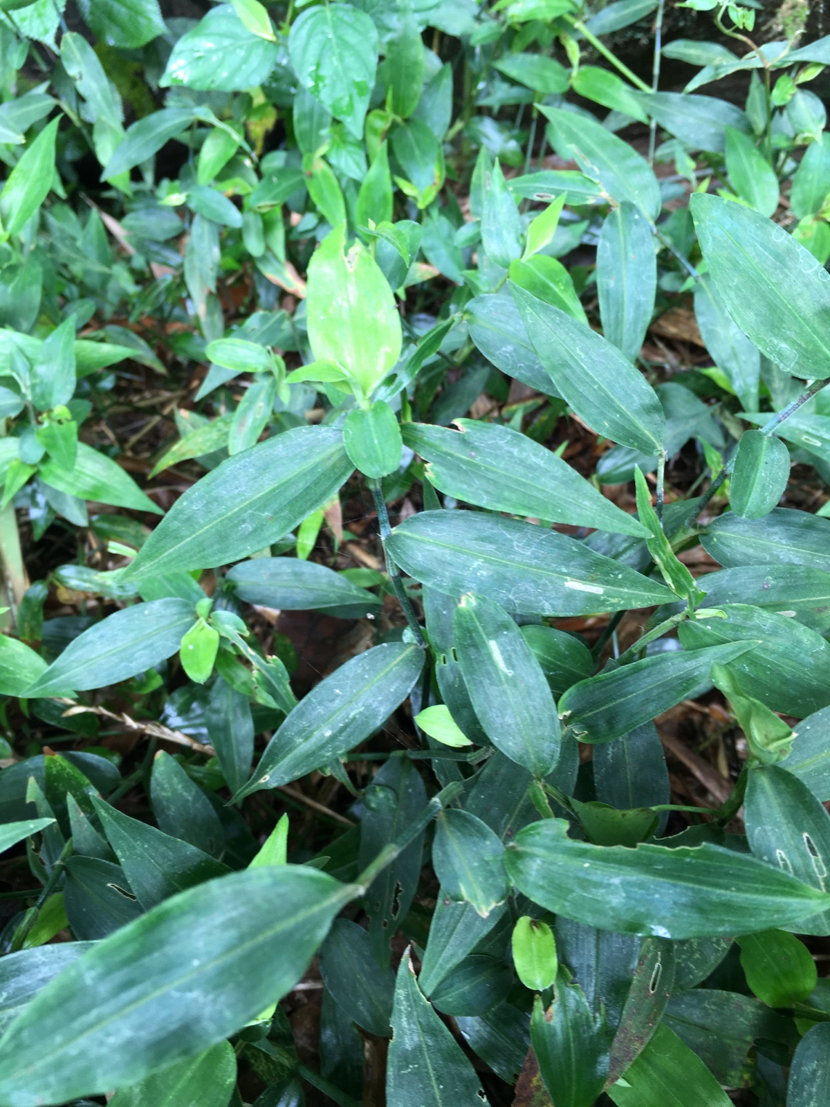 野生新鲜鸭跖草翠蝴蝶竹叶菜碧竹子淡竹叶竹篙菜岭南特产一斤包邮