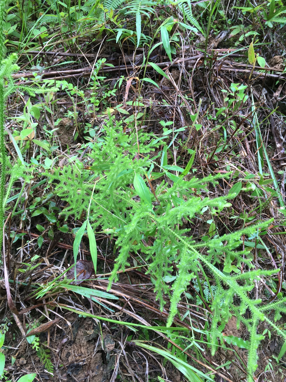 野生新鲜伸筋狮子草舒筋草石牛尾大顺筋伸筋水其他药