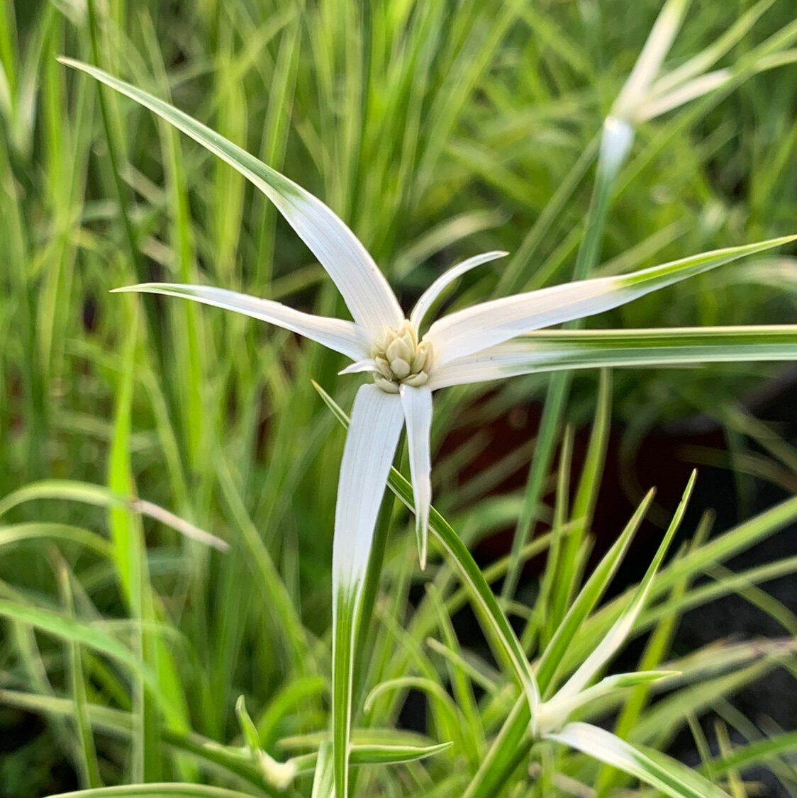 花叶白鹭星光草水水生挺水沼泽过滤半水植物时令草本花卉
