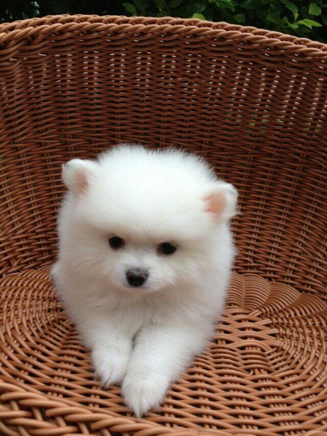博美白色纯种茶杯日本俊介袖珍球体狗狗