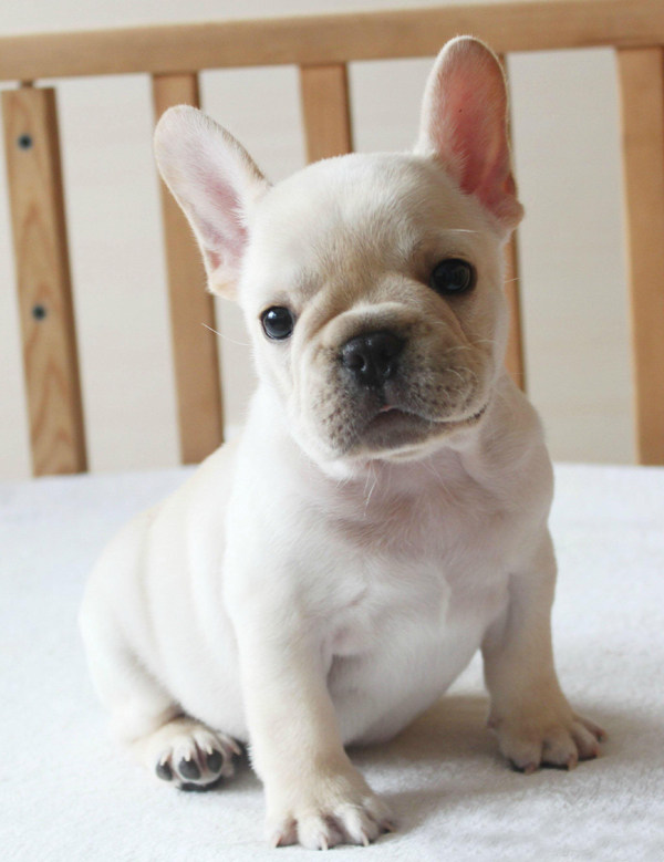 纯种法国斗牛犬幼犬法斗狗狗法牛时尚潮宠品种公母都有引进g_双氙车灯