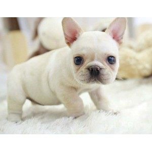 出售健康纯白色法国斗牛犬幼犬纯种种法牛法斗宠物狗狗