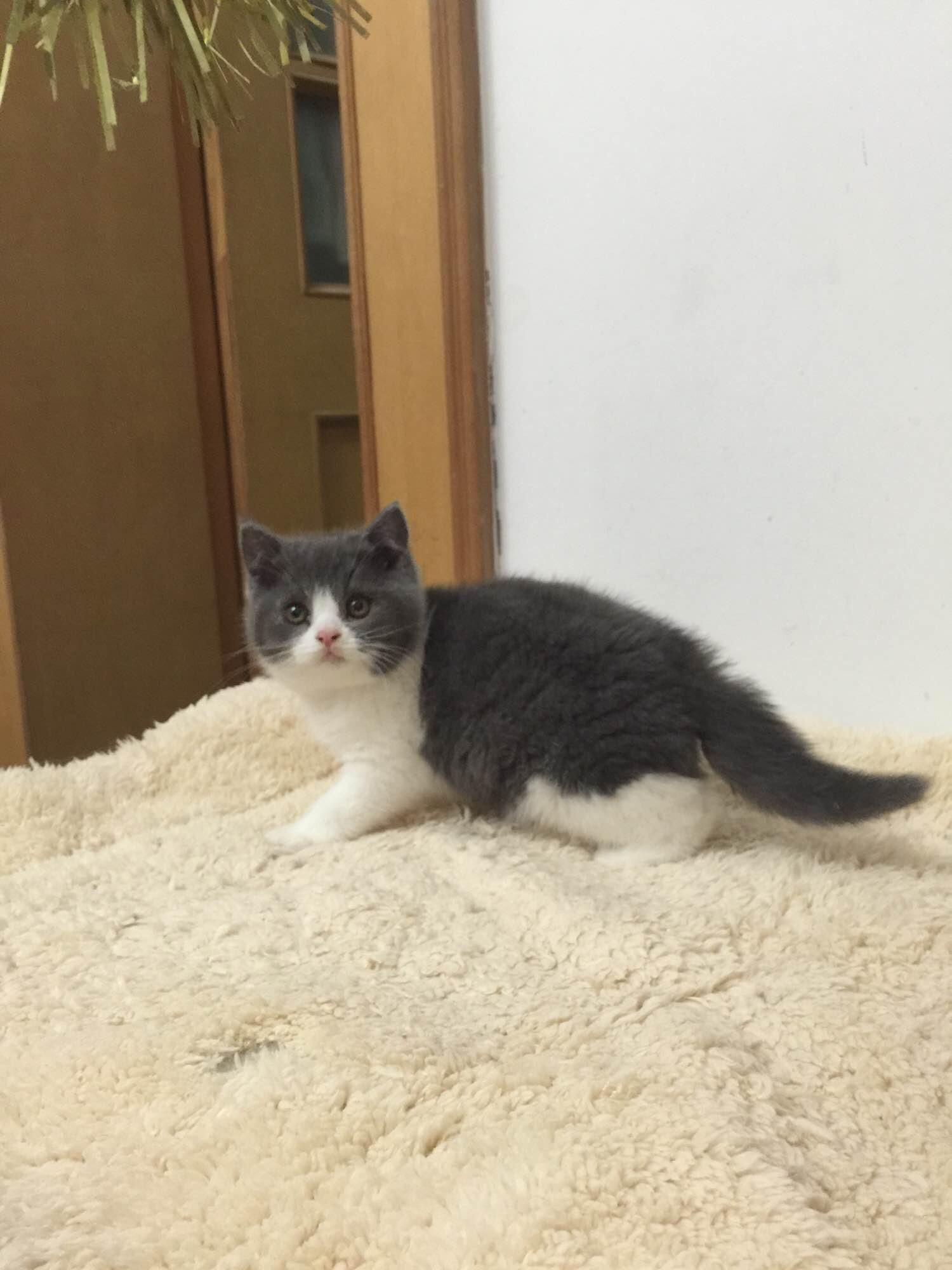 英短蓝白家养猫咪英国短毛蓝猫幼猫活体宠物猫咪