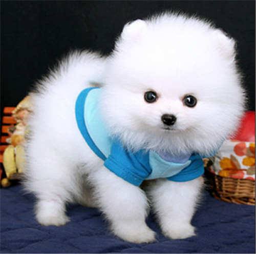 博美出售袖珍茶杯犬哈多利球体纯种美俊介幼狗狗