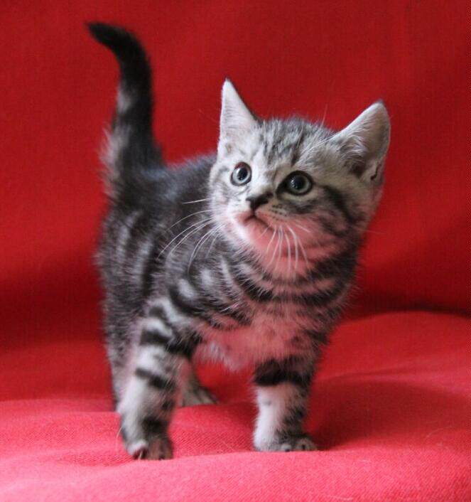美短活体纯种短毛银虎斑猫标斑起司猫宠物猫咪猫咪