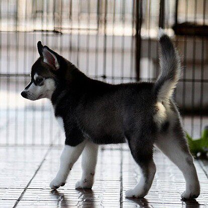家养哈士奇纯种幼犬活体宠物狗宝宝黑色三把火西伯利亚狗狗