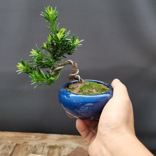 小叶叶子米罗罗汉松树盆景微型小品茶桌办公室时令草本花卉