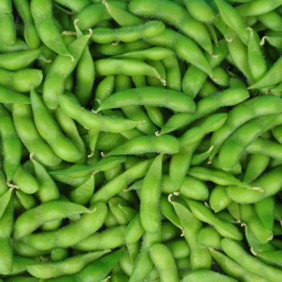 毛豆蔬菜种籽籽青种子大毛农家黄豆早熟转基因家庭园艺种子