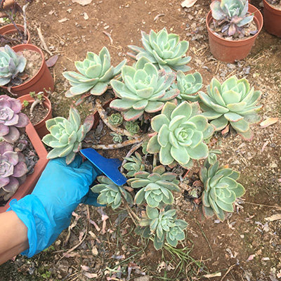 丝绸面纱群生大颗老桩红鹤多肉植物一物一拍多肉植物