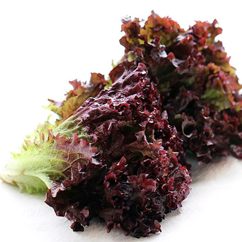 一番滋园新鲜蔬菜西餐红叶生菜紫叶罗莎红沙拉菜紫生菜3斤