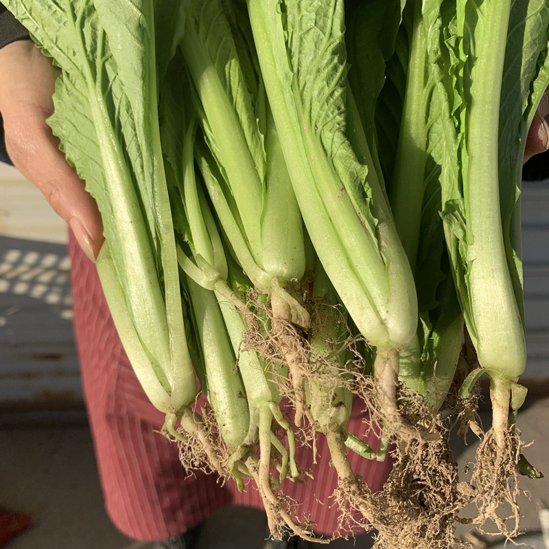 顺丰小白菜新鲜毛白菜5斤当季蔬菜油白菜青菜白菜秧产地直销