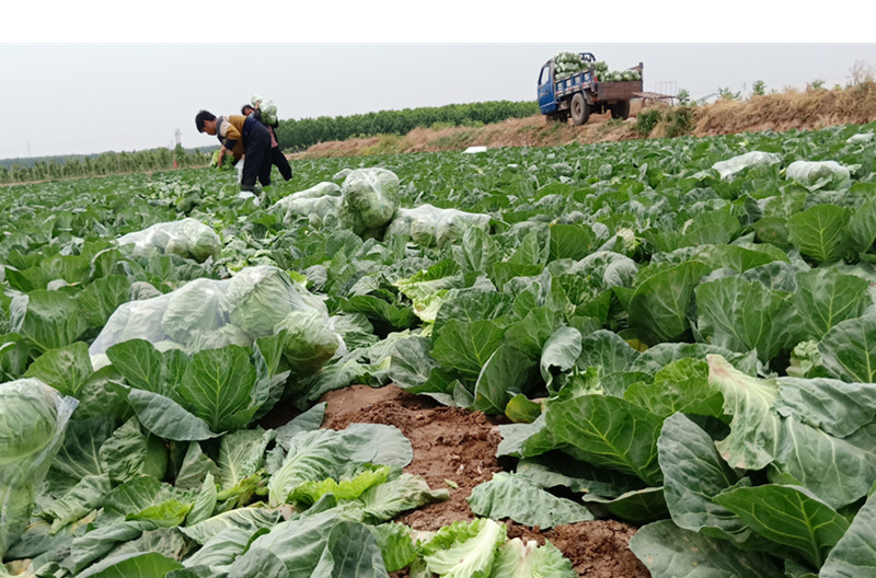 苏北新鲜包菜卷心菜大头菜甘蓝9斤农家自种应季叶菜类