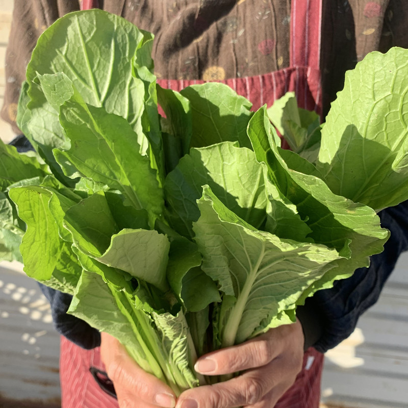 顺丰小白菜新鲜毛白菜5斤当季蔬菜油白菜青菜白菜秧产地直销