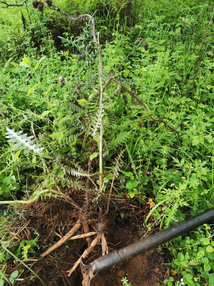 鸡刺根大蓟根母鸡云南楚雄新鲜蔬菜猪姆刺刺菜马其它