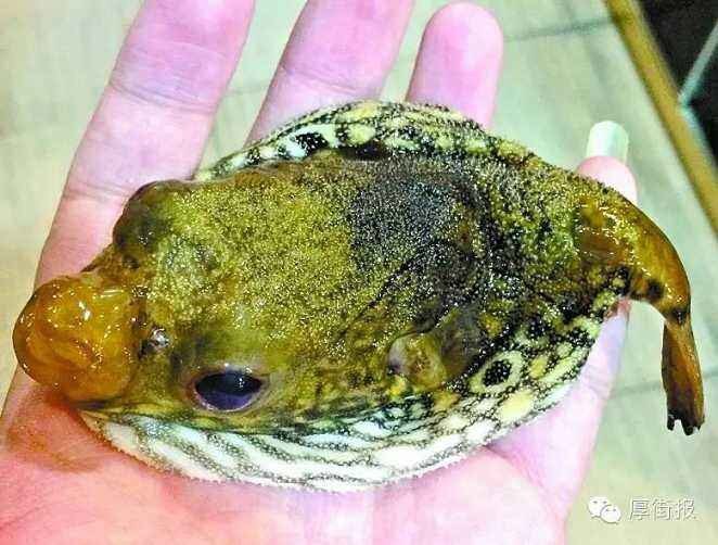 特价优惠麒麟狗头河豚潜水艇泰国1011公分淡水凶猛鱼