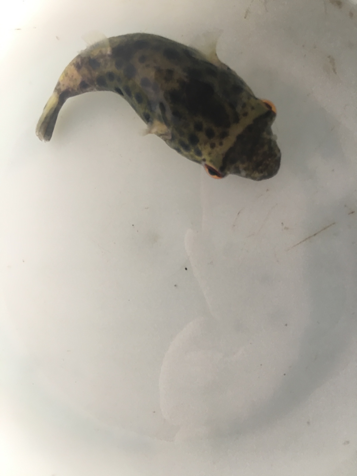 活体绿森林狗头河豚潜水艇泰国淡水凶猛热带观赏鱼鱼