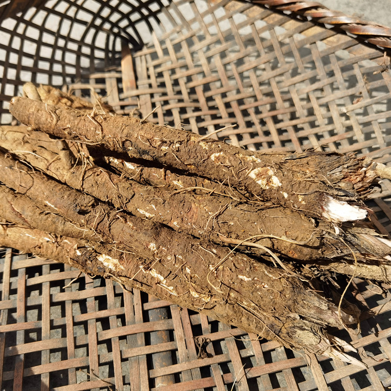 牛蒡野生三斤原料泡水煲汤现挖正品大力药材牛蒡