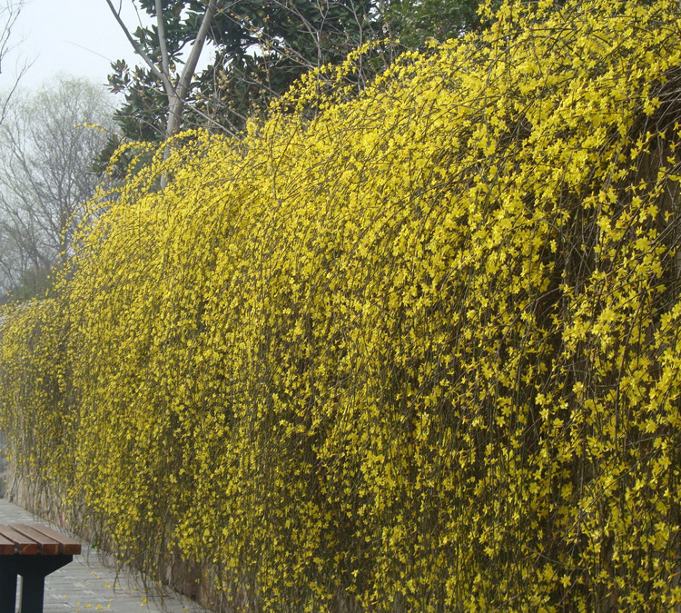 垂吊攀援花卉迎春春苗初春使者金色小喇叭庭院时令草本花卉