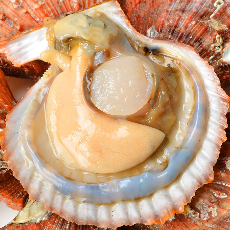 扇贝鲜活青岛新鲜现捕大红扇贝3斤包邮贝类海鲜水产蒜蓉粉丝扇贝