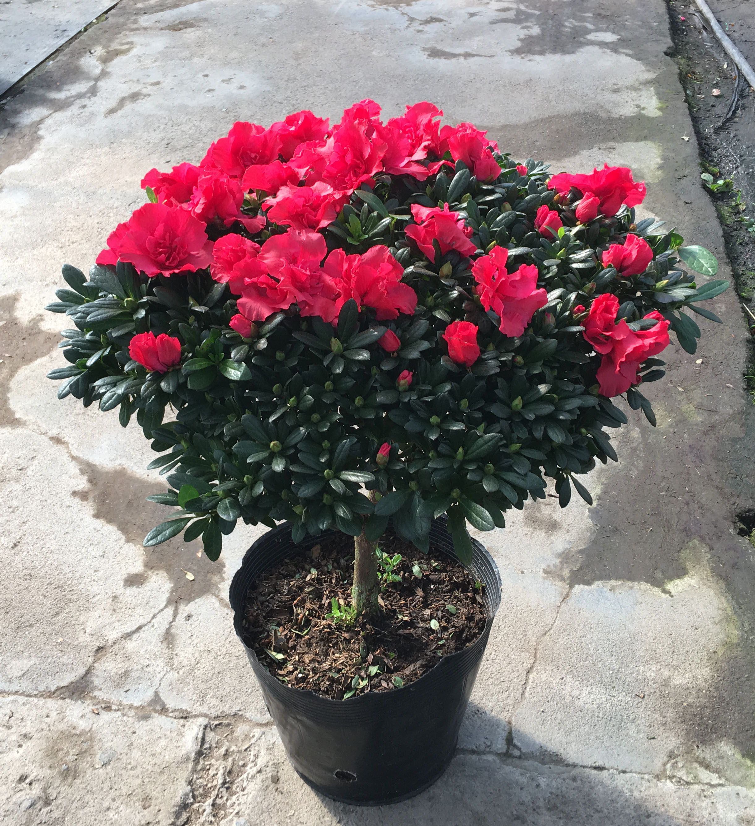 杜鹃花盆栽花苗映山红花卉东洋小叶重瓣庭院阳台时令草本花卉