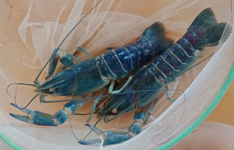 澳洲淡水小龙虾母虾种养殖龙虾青龙蓝龙观赏繁殖虾