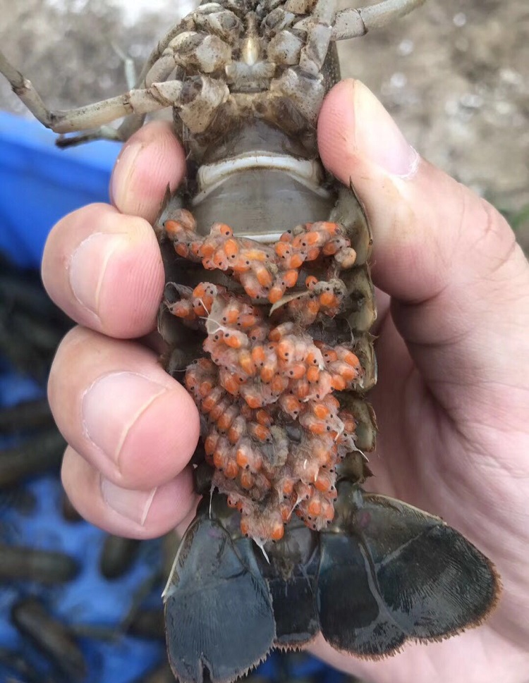 澳洲淡水龙虾分公母图片