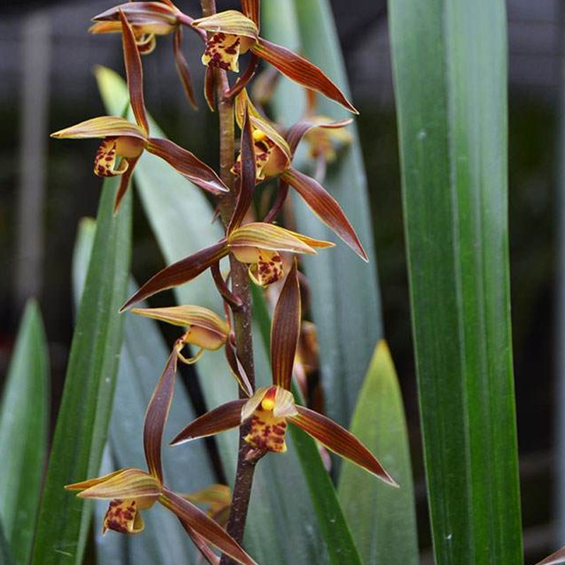 翁源兰花花苗报岁兰浓香型墨兰企黑阳台客厅花卉