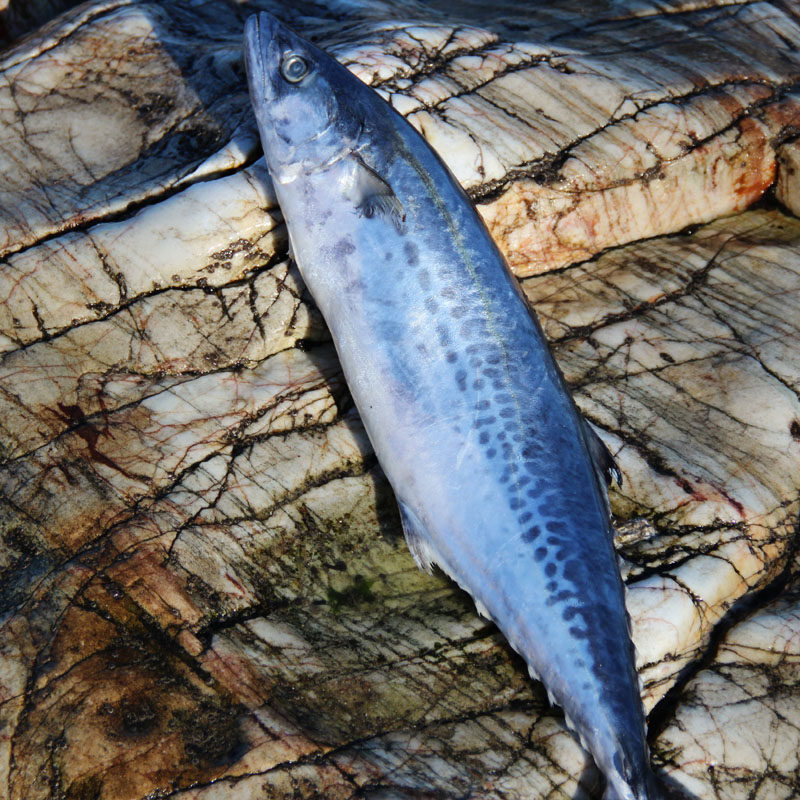 山东烟台特产野生捕捞海捕大鲅鱼3-4斤鲜活海鲜速冻发货