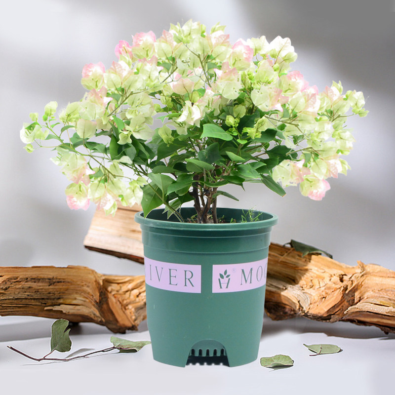 重瓣三角室内客厅盆栽庭院办公室四季开花不断时令草本花卉