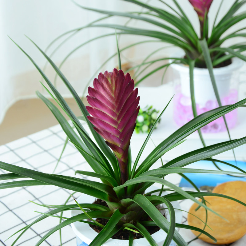 盆栽铁兰水培植物室内绿植阳台办公室客厅防辐射绿植