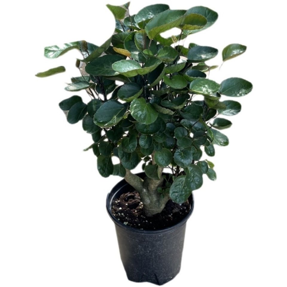 盆栽金钱羽叶福禄桐好客厅植物树桩招财常青绿植