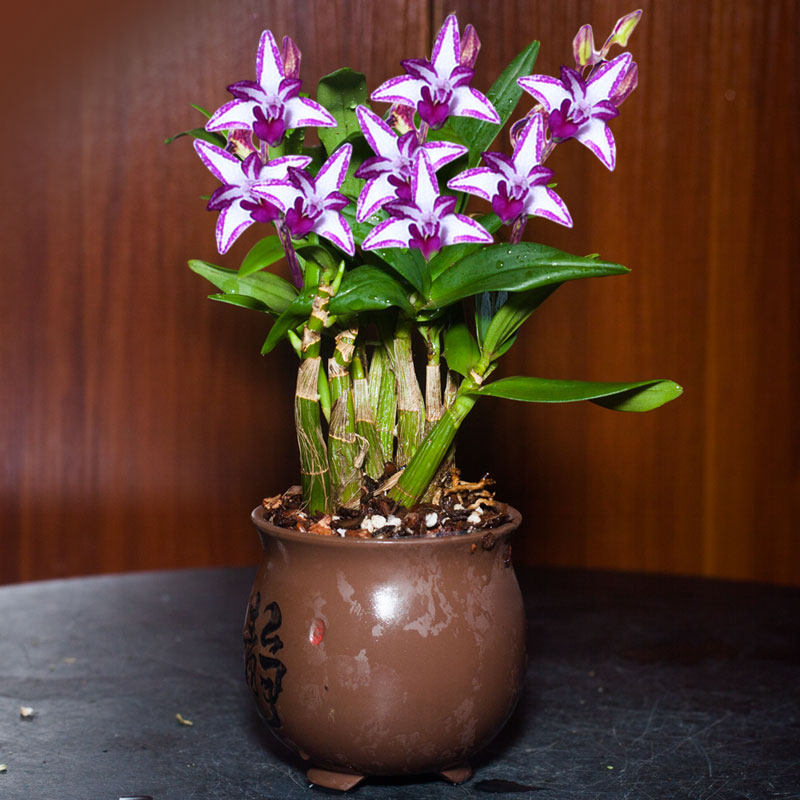 石斛两件八折香水兰带花苞秋名名贵植物兰花时令草本花卉