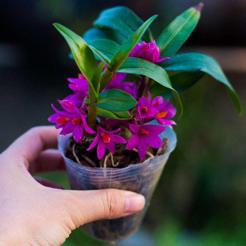 石斛两件八折姬美兰花花苗盆栽兰不可食用绿植时令草本花卉