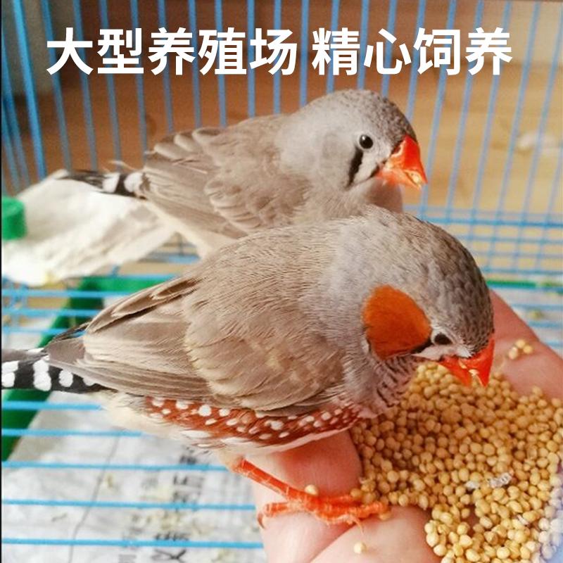 驼色珍珠鸟活体活物白色灰色鸟灰珍珠送粮观赏鸟