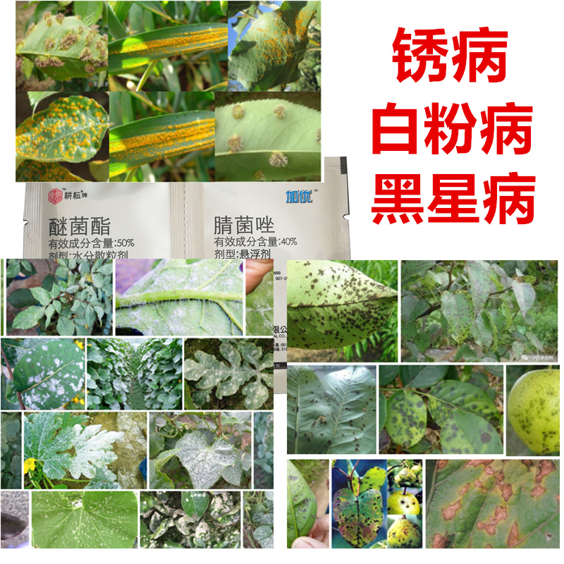 锈病白粉病专用药花卉果树月季草莓梨树病黑杀菌剂