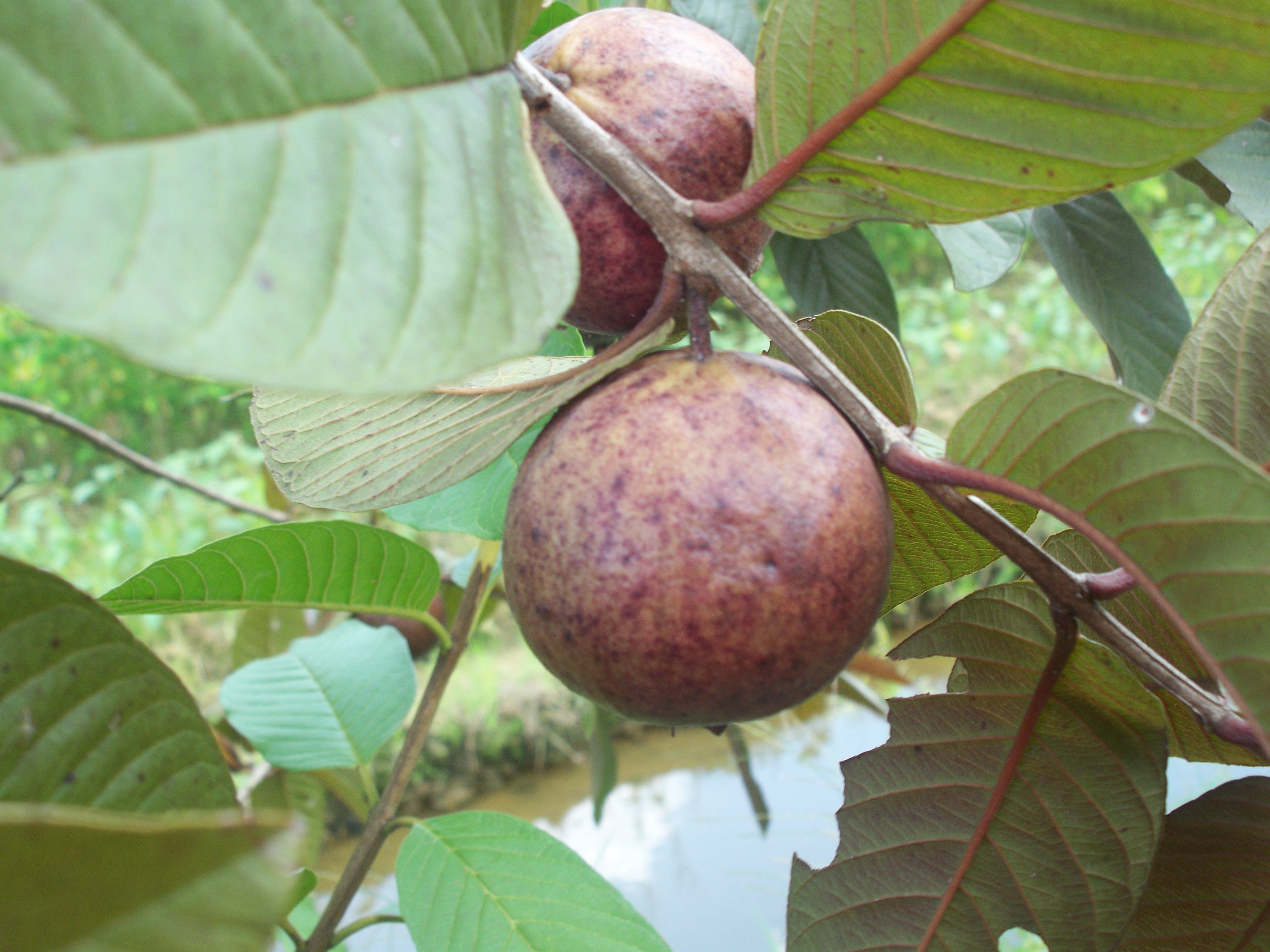 番石榴红叶红心嫁接南方果树树苗果树